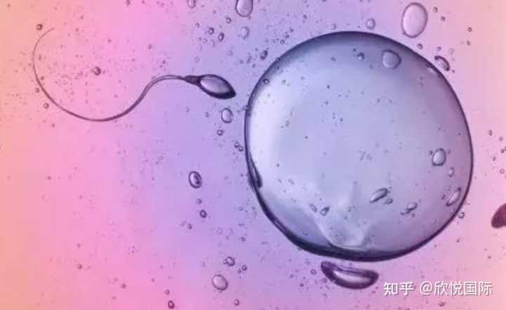 深圳恒生医院供卵做三代试管婴儿要等多久？,深圳北大不排队做供卵三代试管